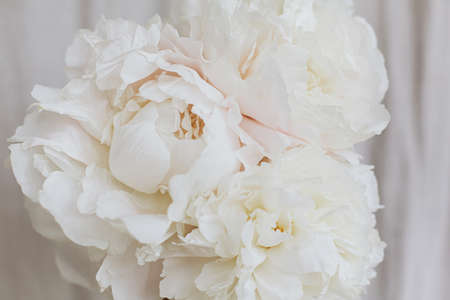 Beautiful stylish peonies bouquet close up on pastel beige fabric background. Big white peony flowers in florist hand. Beautiful floral aesthetic. Wedding bouquetの写真素材