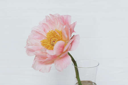 Beautiful peony in glass vase on white wooden background, copy space. Happy Mothers day. Womens day. Big pink peony flower in roomの写真素材