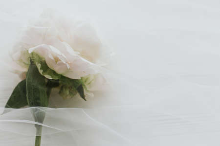 Lovely peony flower under soft tulle fabric on white wooden background, copy space. Beautiful spring aesthetics. Soft creative floral greeting card. White peonyの写真素材