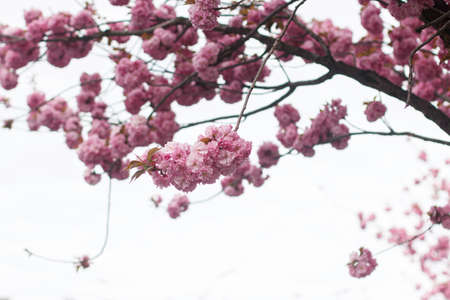 Beautiful blooming sakura branches in sunny light. Pink sakura flowers on tree in spring park. Enjoying spring in the city. Beautiful  japanese cherry blossomsの写真素材