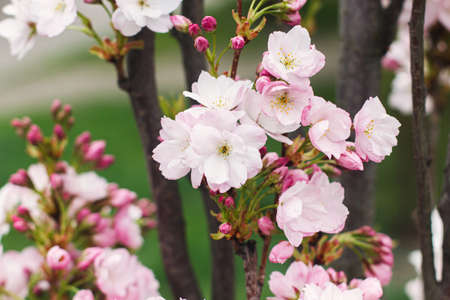 Pink sakura flowers close up on young fresh tree in spring park. Beautiful japanese cherry blossoms....