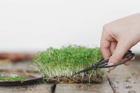 Hands cutting fresh watercress salad sprouts on rustic wood. Watercress salad on linen mat sprouter, micro green. Growing microgreens at home. Hydroponicsの写真素材