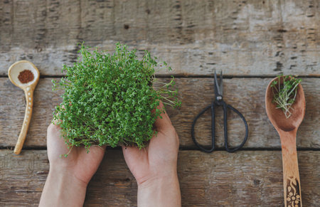 Growing microgreens at home. Hands holding fresh watercress salad sprouts, seeds on spoon, scissors on rustic table, top view. Watercress salad sprouter, micro green. Hydroponicsの写真素材