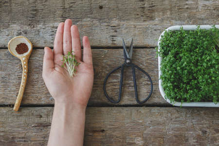 Hand holding watercress salad sprouts, seeds on spoon, scissors, fresh green sprouts in sprouter on rustic table, top view. Growing microgreens at home. Watercress salad micro green. Hydroponicsの写真素材