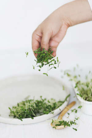 Hand holding fresh flax sprouts on background of modern plate, spoon, scissors on white wood. Growing microgreens at home. Flax or linen sprouter, micro greenの写真素材