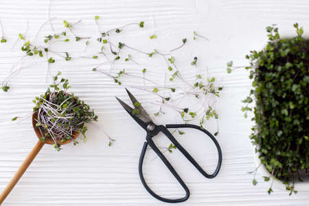 Growing microgreens at home. Fresh red cabbage sprouts, stylish spoon with cut stems, scissors on...