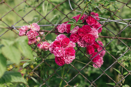 Beautiful pink roses on old rusty fence in sunny forsaken garden. Small cute roses blooming bush and iron old fence, countryside summer livingの写真素材