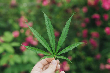Cannabis Sativa leaf in male hand on background of pink flowers in green garden. Medical marijuana cultivation, growing Cannabis Sativa. Farmer holding hemp leaf. Alternative herbal medicineの写真素材