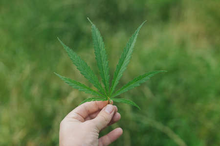 Cannabis Sativa leaf in male hand on green background. Medical marijuana cultivation, growing Cannabis Sativa. Farmer holding hemp leaves. Alternative herbal medicine, marijuana legalizationの写真素材