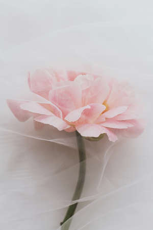 Beautiful spring aesthetics. Lovely peony flower under soft tulle fabric on white wooden background, top view with copy space. Soft creative floral greeting card. Pink peonyの写真素材