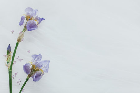 Beautiful blue iris flower and lilac petals on white soft background, top view with copy space....