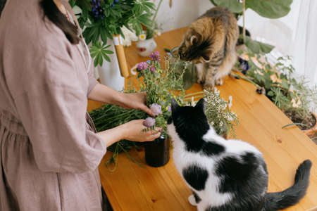 Stylish woman in linen dress arranging flowers and two cats playing and smelling wildflowers on wooden table in rustic room. Young female florist and her pets at work. Authentic funny momentの写真素材