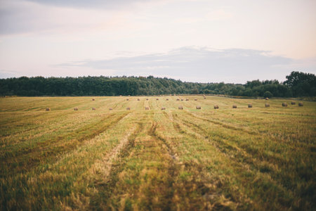 Beautiful haystacks in evening summer field, landscape view.  Harvesting and farming. Hay bales scenery. Atmospheric tranquil moment, Summer in countryside, rural slow life.の写真素材