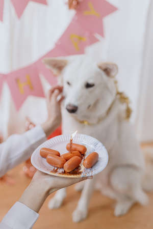 Dog birthday party. Cute dog looking at birthday sausage cake with candle on background of pink garland and decorations. Adorable white swiss shepherd dog celebrating first birthdayの写真素材