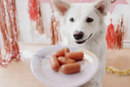Cute dog looking at birthday cake of sausages with candle on background of pink garland and decorations. Dog birthday party. Adorable white swiss shepherd dog celebrating first birthdayの写真素材