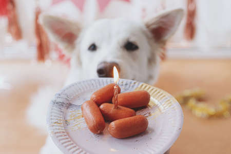 Dog birthday party. Cute hungry dog looking at birthday sausage cake with candle on background of pink garland and decorations. Adorable white swiss shepherd dog celebrating first birthdayの写真素材