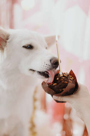 Cute dog tasting yummy birthday cupcake with candle on background of pink garland and decorations. Celebrating adorable white swiss shepherd dog first birthday. Dog birthday party.の写真素材