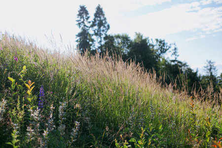 Beautiful wild grass and herbs in sunny light on mountain hills. Traveling and exploring  Mountains. Tranquil peaceful moment in morningの写真素材