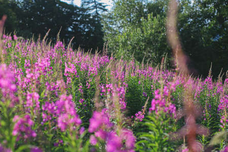 Beautiful pink wildflowers in sunny light on background of mountain hills. Fireweed blooming flowers. Traveling and exploring Carpathians Mountains. Tranquilityの写真素材
