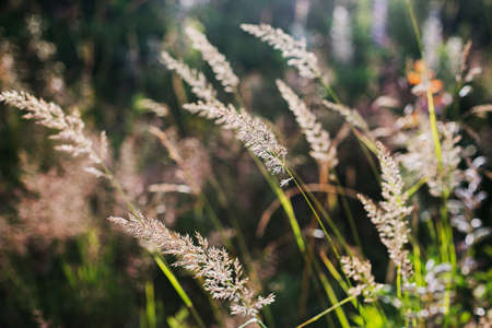 Beautiful wild grass and herbs closeup in sunny light on mountain hills. Traveling and exploring  Mountains. Tranquil peaceful moment in morningの写真素材