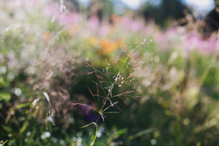 Beautiful wild grass and herbs closeup in sunny light on mountain hills. Traveling and exploring  Mountains. Tranquil peaceful moment in morningの写真素材