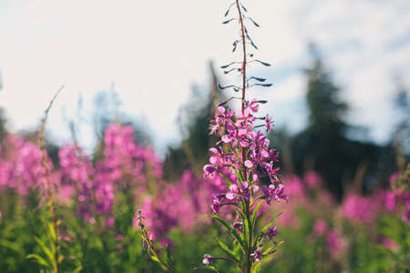 Beautiful pink wildflowers close up on background of mountain hills and sunny sky. Fireweed blooming flowers. Traveling and exploring Carpathians Mountainsの写真素材