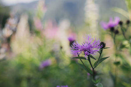 Beautiful purple wildflowers in meadow on mountain hills. Knapweed blooming flowers. Traveling and exploring Carpathians Mountains. Wildflower. Space for textの写真素材
