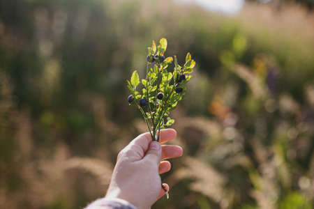 Hand holding branch of ripe blueberries on background of sunny mountain hills. Woman traveler...