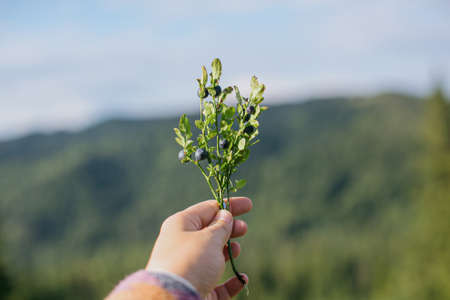 Hand holding branch of ripe blueberries on background of sunny mountain hills. Woman traveler exploring and relaxing in summer mountains, gathering bilberries. Traveling Carpathians Mountainsの写真素材