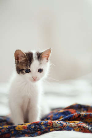 Cute little kitten sitting on colorful floral dress on bed. Adorable playful grey and white kitty relaxing in bedroom. Adoption concept. Sweet kitten portraitの写真素材
