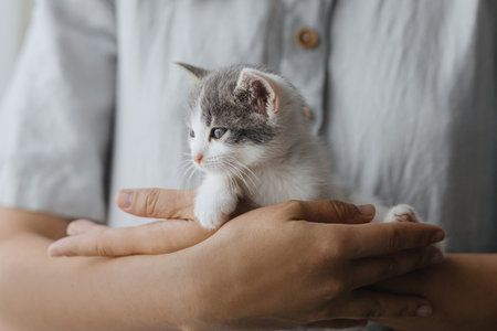 Woman in rustic dress holding cute little kitten in hands. Portrait of adorable curious grey and white kitty sitting in hands in room. Adoption concept. Sweet lovely momentの写真素材