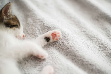 Cute little kitten sleeping on soft bed, paw pads close up. Portrait of adorable sleepy grey and white kitty relaxing on cozy blanket in bedroom. Adoption concept. Sweet dreamsの写真素材