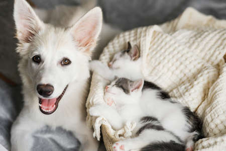 Adorable white puppy with cute little kittens sleeping on soft blanket in basket. Sweet dog friend protecting two grey and white kitties napping in basket in room. Adoption and love conceptの素材 [FY310168820529]