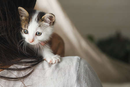 Woman in rustic dress holding cute little kitten on shoulder. Portrait of adorable curious grey and...