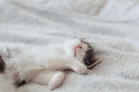 Cute little kitten sleeping on soft bed. Portrait of adorable sleepy grey and white kitty relaxing...