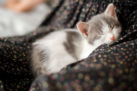 Cute little kitten sleeping on floral dress. Portrait of adorable sleepy grey and white kitty relaxing on woman in dress in bedroom. Sweet dreams. Adoption conceptの写真素材