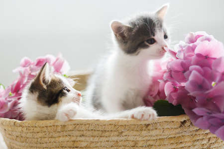 Cute little kittens relaxing in basket with beautiful pink flowers. Two adorable curious grey and white kitties playing with hydrangea flowers in basket. Adoption conceptの写真素材
