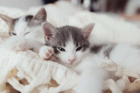 Cute little kittens sleeping on soft blanket in basket. Portrait of adorable grey and white kitty napping in basket in room. Sweet dreams. Adoption conceptの写真素材