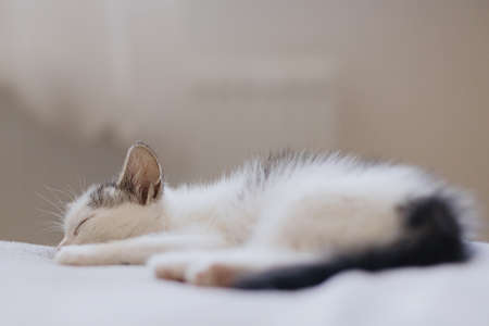 Cute little kitten sleeping on soft bed. Portrait of adorable sleepy grey and white kitty relaxing...