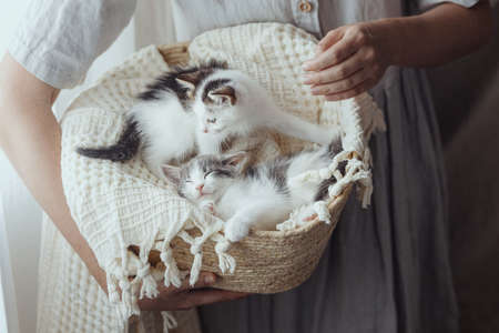 Woman in rustic dress holding basket with cute little kittens. Adorable grey and white kitties napping on blanket in basket. Adoption concept. Sweet lovely atmospheric momentの写真素材