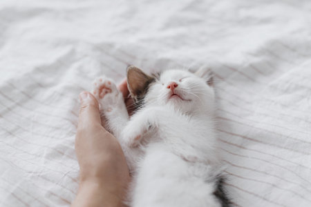 Hand hugging cute sleeping little kitten on soft bed. Adoption concept. Owner caressing adorable sleepy grey and white kitty. Sweet kitten portrait in bedroom.の写真素材