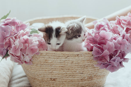 Cute little kittens sitting in basket with beautiful pink flowers. Two adorable curious grey and white kitties playing with hydrangea flowers in basket. Adoption conceptの写真素材