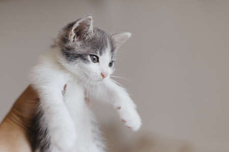 Hand holding cute little kitten on background of wall. Portrait of adorable white and grey kitty in...