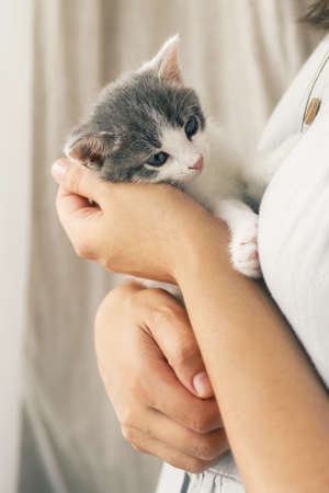 Woman in rustic dress holding cute little kitten in hands. Portrait of adorable curious grey and white kitty sitting in hands in room. Adoption concept. Sweet lovely momentの写真素材