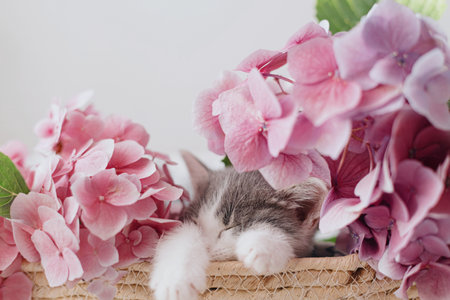 Cute little kitten sleeping in basket with beautiful pink flowers. Portrait of adorable sleepy grey and white kitty napping with hydrangea flowers in basket. Adoption concept. Sweet dreamsの写真素材