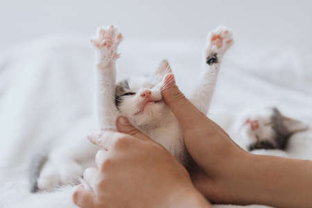 Hands holding cute sleeping little kitten on soft bed. Adoption concept. Sweet kitten portrait in bedroom. Owner caressing adorable sleepy grey and white kittyの写真素材
