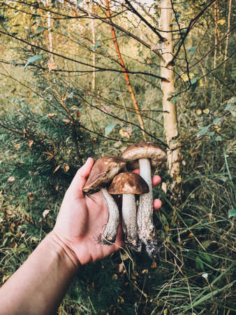 Hand holding beautiful edible mushrooms with brown cap on background of autumn woods. Person picking Brown Birch Bolete mushrooms. Leccinum scabrum. Gathering mushroomsの写真素材