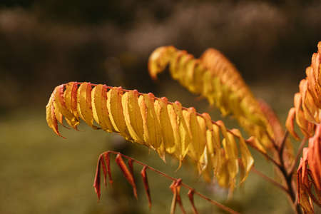 Beautiful yellow and orange leaves on staghorn sumac tree in sunny park. Yellow and red fall leaves,...