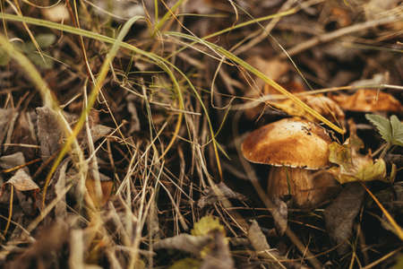 Beautiful edible mushroom boletus with brown cap in autumn woodland, soft focus. Boletus edulis. Porcini mushroom growing in fall woods. Tasty delicious fungi. Space for textの写真素材