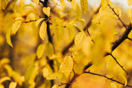 Beautiful yellow leaves in autumn park on shrub, close up. Soft focus. Orange leaves and berry on...